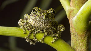 Cute Frog Rough And Granulated Skin Wallpaper