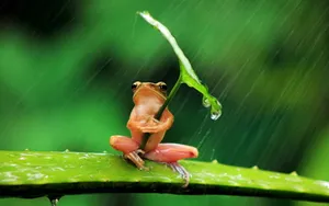 Cute Frog With Umbrella Leaf Wallpaper