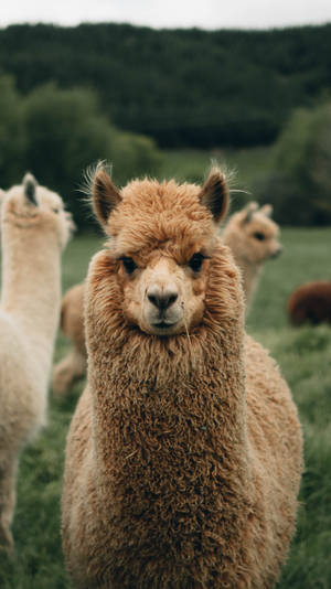 Cute Furry Llama Wallpaper