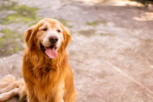 Cute Golden Retriever Tongue Out Wallpaper