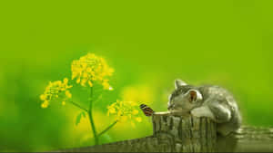 Cute Green Sleeping Cat Wallpaper