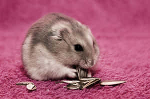 Cute Hamster Curled Up With A Flower Wallpaper