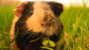 Cute Hamster Napping In Its Cage Wallpaper