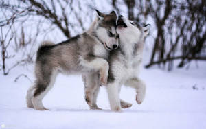 Cute Hd Alaskan Malamute Puppies Wallpaper