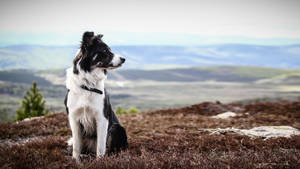 Cute Herding Dog On Mountain Wallpaper