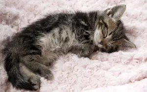 Cute Kitty Sleeping Peacefully Wallpaper