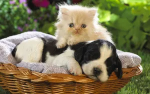 Cute Kitty With Beagle Wallpaper