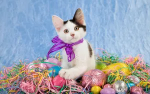 Cute Kitty With Yarn Rolls Wallpaper