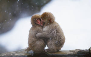 Cute Monkey Hugging Wallpaper
