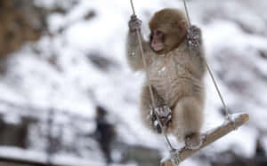 Cute Monkey Photo In Swinging Chair Wallpaper