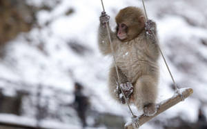 Cute Monkey Swinging Wallpaper