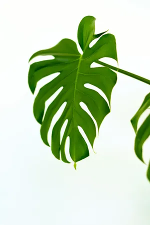 Cute Monstra Plant Leaf Wallpaper