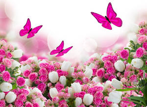 Cute Pink Butterfly Insects In Flower Field Wallpaper