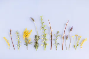 Cute Plants Pastel Aesthetic Tumblr Laptop Wallpaper