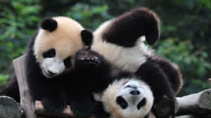 Cute Playing Panda Animals Laptop Wallpaper