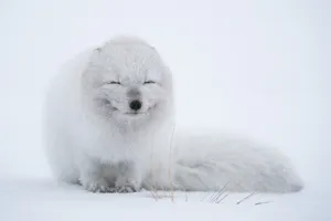 Cute Puppy Arctic Fox Wallpaper