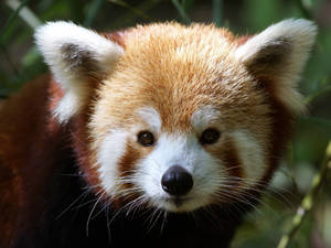 Cute Red Panda Animal Wallpaper