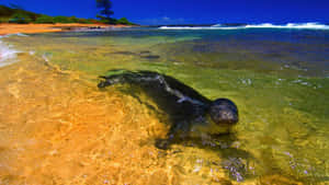 Cute Seal On A Beach During Summer Wallpaper