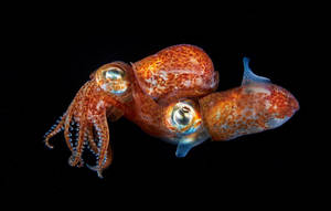 Cute Short Squid Wallpaper