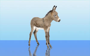 Cute Small Donkey Wallpaper