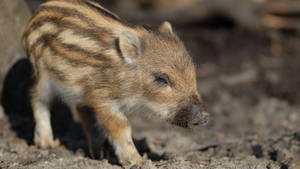 Cute Small Wild Boar Piglet Wallpaper