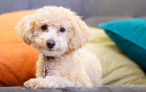 Cute Smiling Toy Poodle Wallpaper