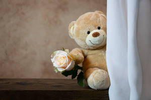 Cute Stuffed Teddy Bear Wallpaper