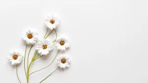 Cute White Aesthetic Of A Common Daisy Wallpaper