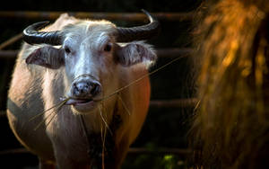 Cute White Cow Eating Hay Wallpaper