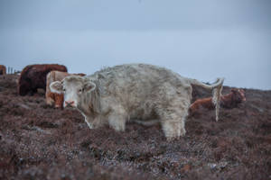 Cute White Cow With Brown Cows Wallpaper