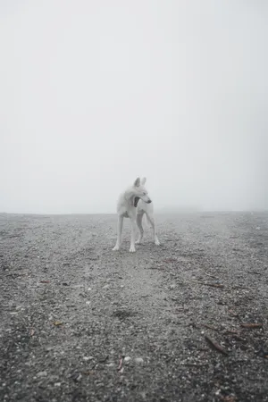 Cute Wolf With Mouth Wide Open Wallpaper