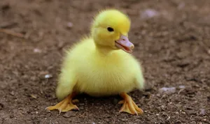 Cute Yellow Duckling Wallpaper