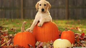 Cute Yellow Labrador Dog On Squash Wallpaper