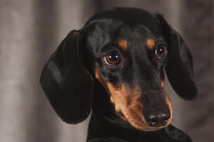 Dachshund Looking At Camera Wallpaper