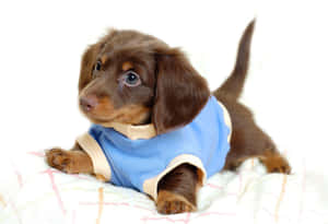 Dachshund Wearing Blue Clothing Wallpaper