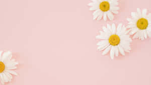 Daisies Aesthetic Computer Light Pink Wallpaper