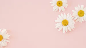 Daisies Aesthetic Computer Light Pink Wallpaper