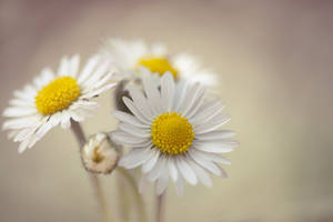 Daisies Focus Photography 4k Wallpaper