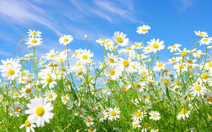 Daisy Beautiful Flower Field Wallpaper