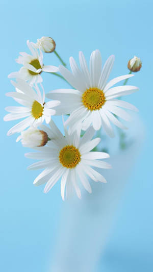 Daisy Flower Arrangement Phone Wallpaper