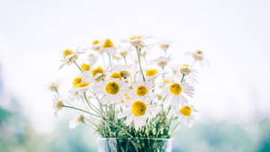 Daisy Flowers In Vase 4k Wallpaper