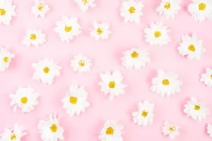 Daisy Flowers White Pattern Wallpaper