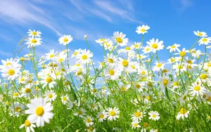 Daisy Laptop Bright Flowers Wallpaper