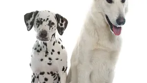 Dalmatian And White Shepherd Dog Wallpaper