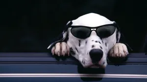 Dalmatian In Sunglasses Wallpaper