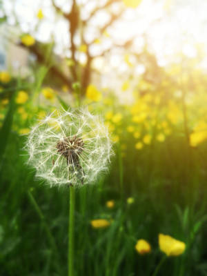 Dandelion 4k Hd Mobile Wallpaper