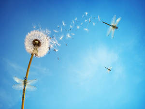 Dandelion And Dragonflies Wallpaper