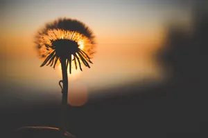 Dandelion Flower And Sunset Wallpaper