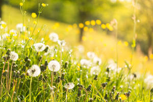Dandelion Flower Field Wallpaper