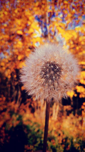 Dandelion Flower Phone Background Wallpaper